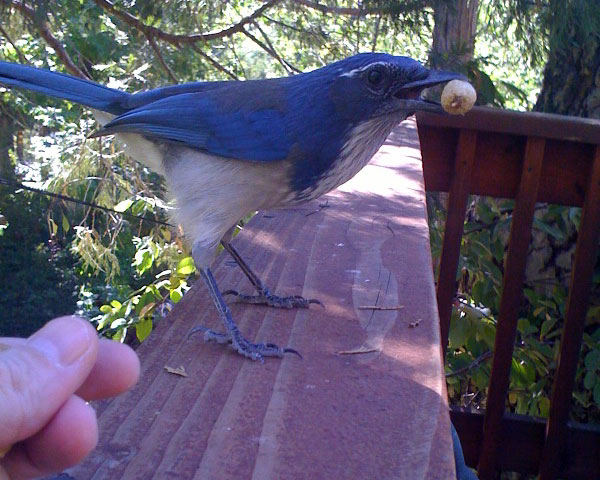 Scrub jay with peanut